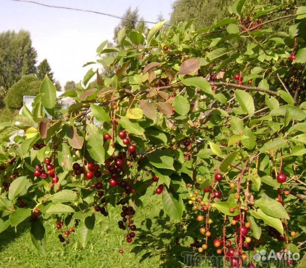 Падоцерус, саженцы (Красная черемуха)