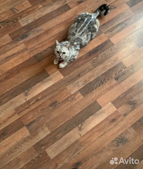 Кошка в добрые руки бесплатно