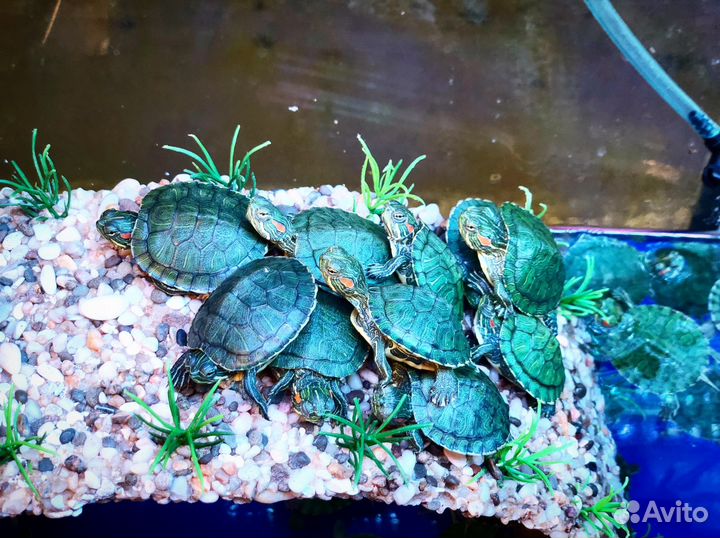 Черепаха красноухая