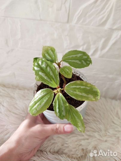 Пилея Кадье