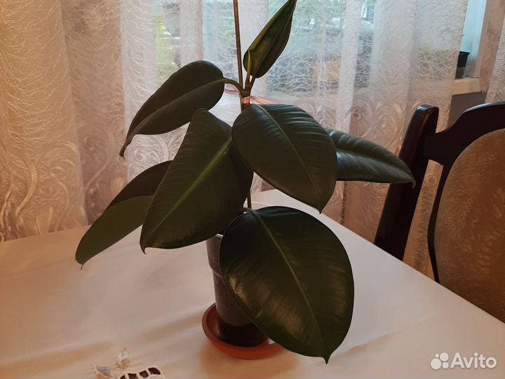 Фикус каучуконосный эластика