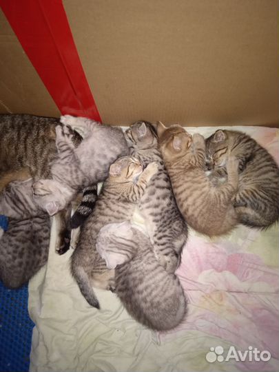 Счастье в дом)