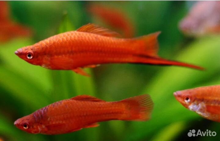 Меченосец красный