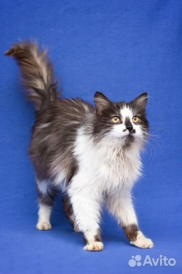 Шикарный Маркиз в хорошие руки