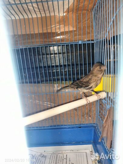 Кенара и канарейки