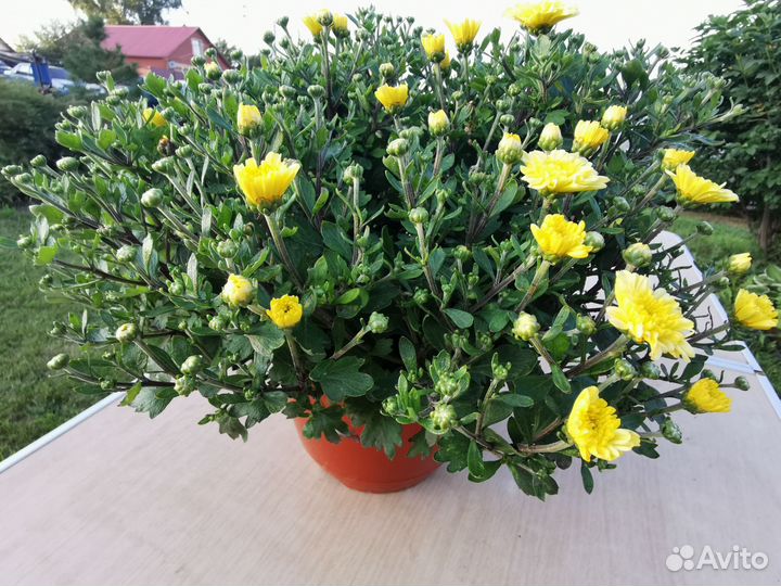 Хризантемы мультифлоры в кашпо