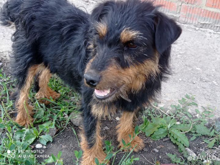 Отдам бесплатно маленькую собаку