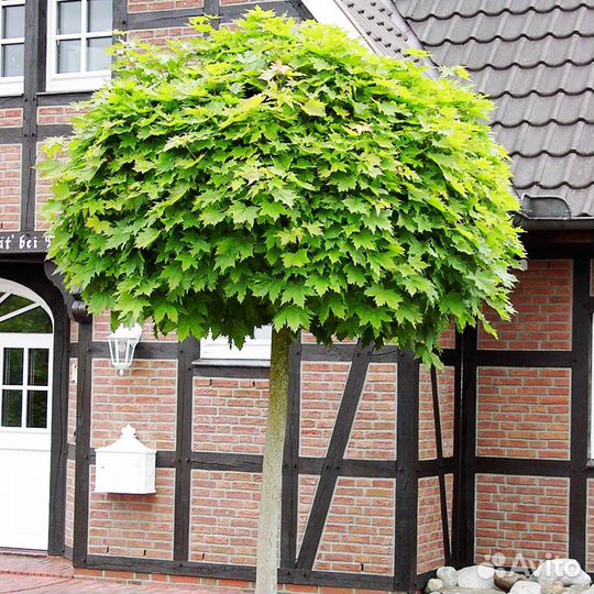 Клен остролистный Глобозум(семена)