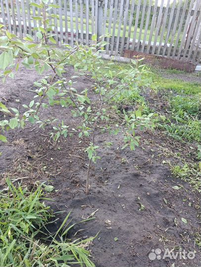 Саженцы сливы и малины