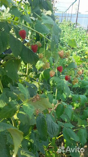 Саженцы малины