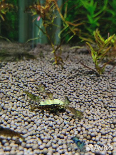 Аквариумные креветки