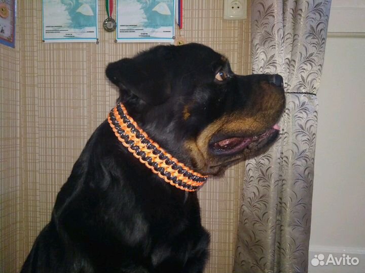 Ошейник из паракорда