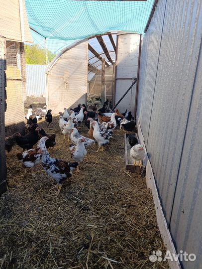 Куры молодки