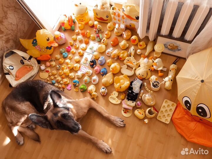 Коллекция уточек