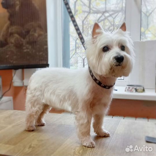 Стрижка собак и кошек. Тримминг, груминг крупных п