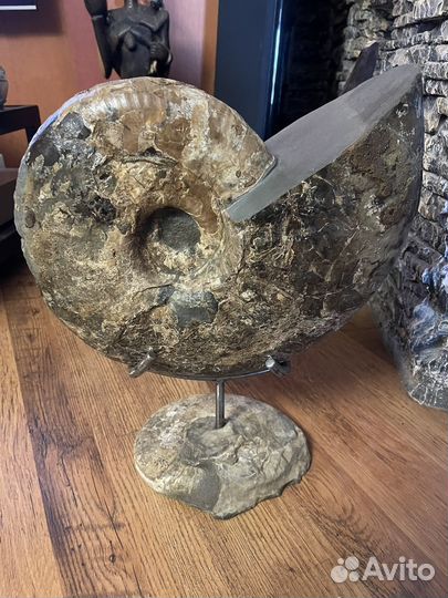 Частная коллекция. Огромный аммонит