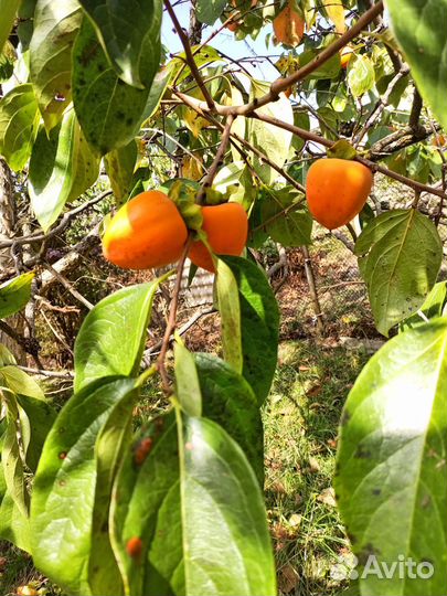 Продам хурму бычье сердце