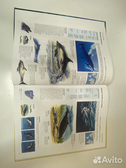 Серия детских энциклопедий про животных