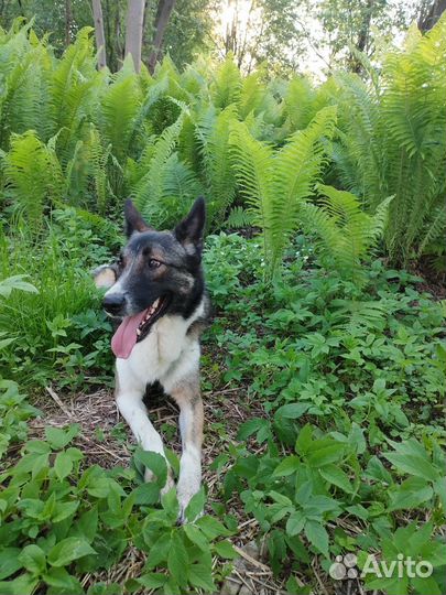 Кинолог/ специалист по коррекции поведения собак