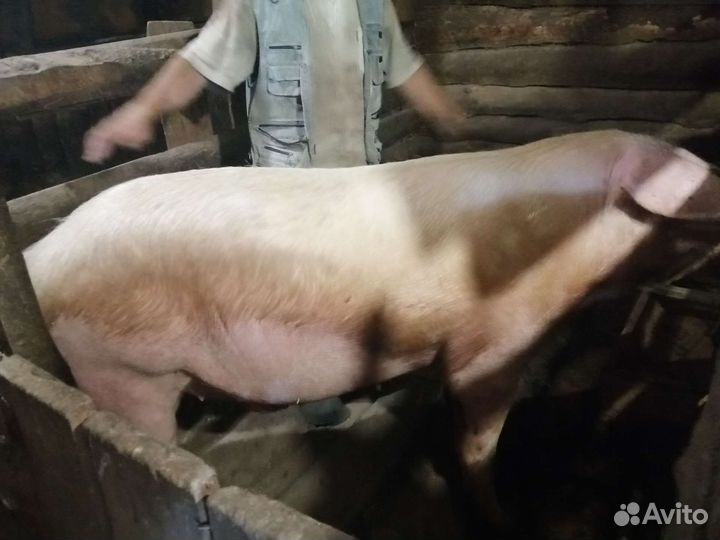 Кабан хряк