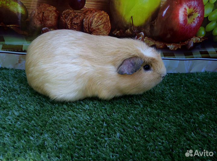 Питомники морских свинок