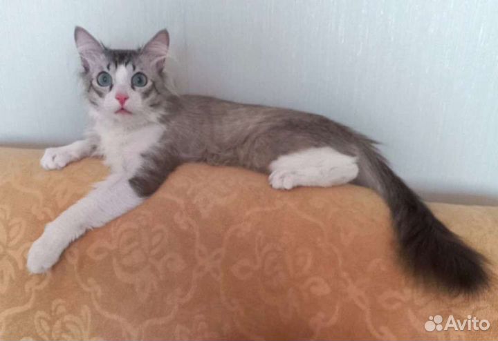 Котик с голубыми глазами