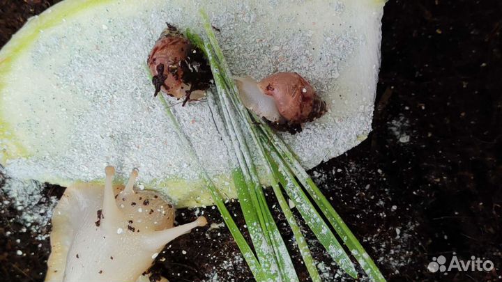 Улитка ахатина фулика альбино