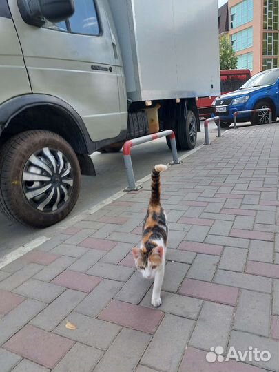 Трехцветный котенок