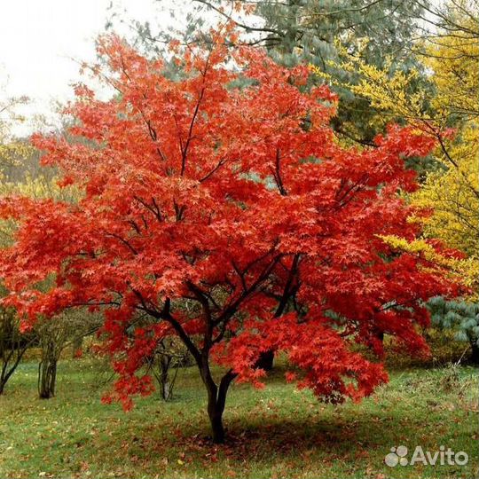 Клен Гиннала Саженцы