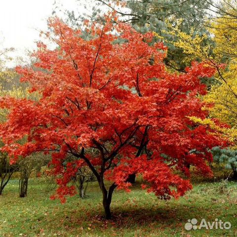 Клен Гиннала Саженцы