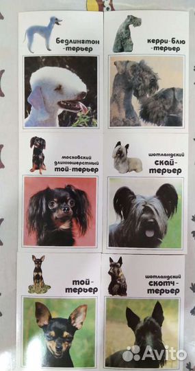 Комплект открыток Декоративные собаки. 1991 год