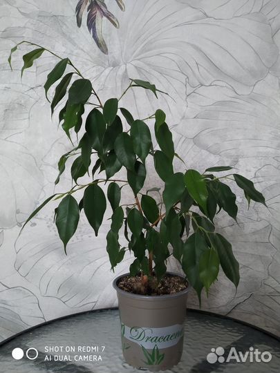 Фикус бенджамина