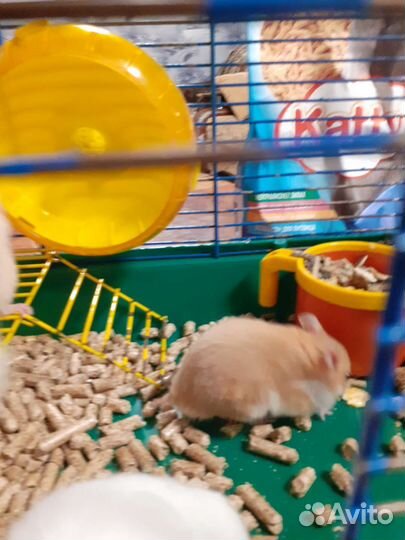 Сирийский хомяк бесплатно