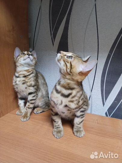 Бенгальские котята