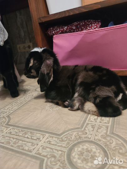 Нубийские козлята