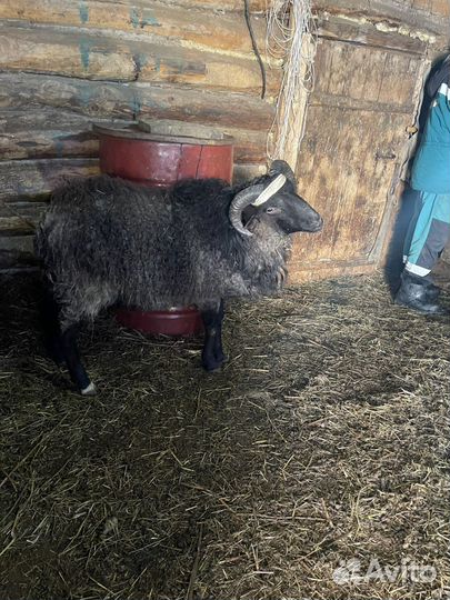 Овцы бараны