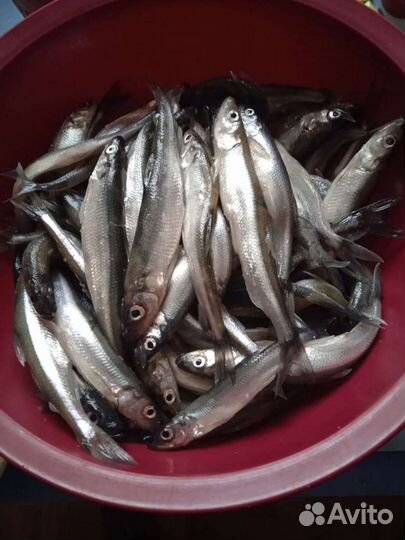 Корюшка маринованная