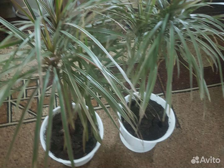 Драцена мажента