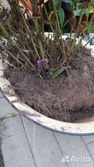 Флокс, цветы для сада