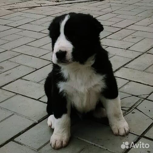 Щенки кавказского волкодава