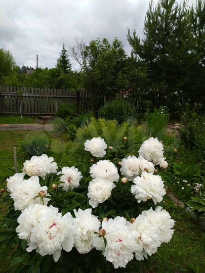 Дача 20 м² на участке 8 сот.