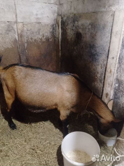 Козы дойные