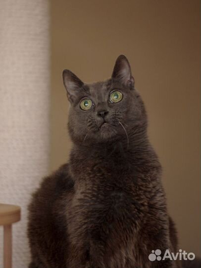 Британская кошка