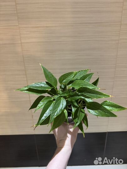 Антуриум лили