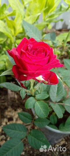 Кустовая роза