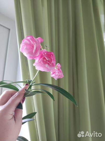 Олеандр розовый