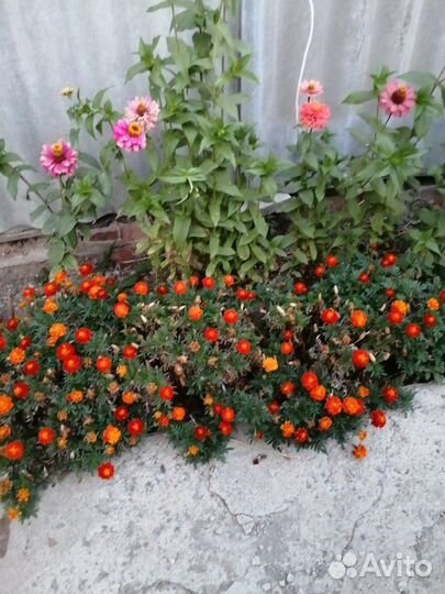 Семена бархатцев бордюрных