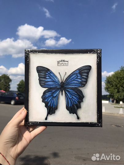 Коллекция бабочек картины
