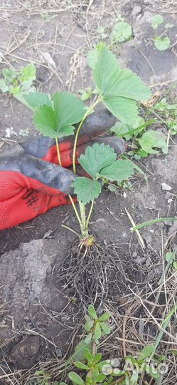 Ремонтантная малина Саженцы, Виктория