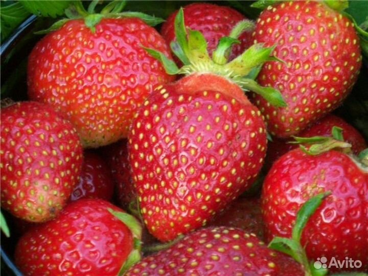 Саженцы земляника, клубника